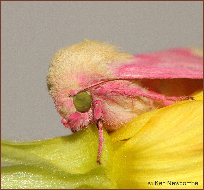 Evening Primrose moth